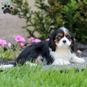 Evan, Cavalier King Charles Spaniel Puppy
