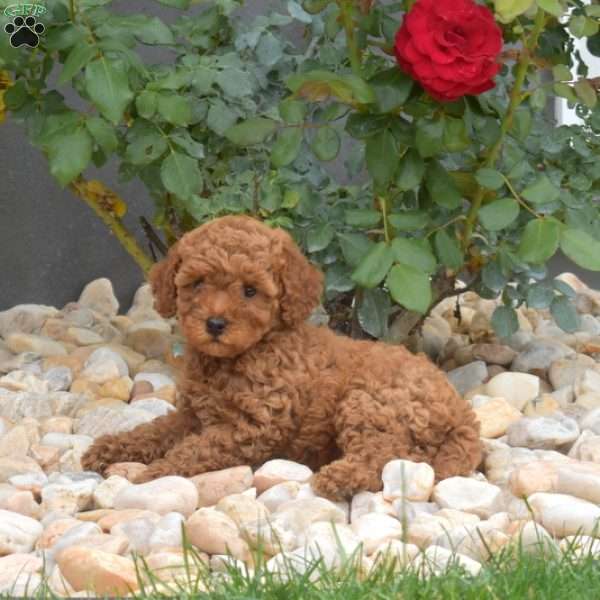 Eve, Mini Goldendoodle Puppy
