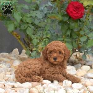 Eve, Mini Goldendoodle Puppy