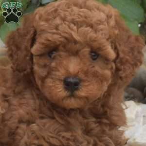 Eve, Mini Goldendoodle Puppy