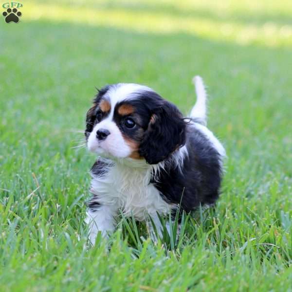 Everest, Cavalier King Charles Spaniel Puppy