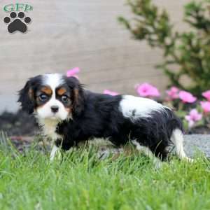 Everest, Cavalier King Charles Spaniel Puppy