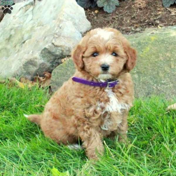 Evie, Mini Goldendoodle Puppy