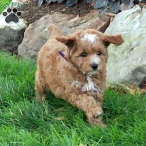 Evie, Mini Goldendoodle Puppy