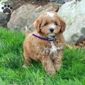 Evie, Mini Goldendoodle Puppy