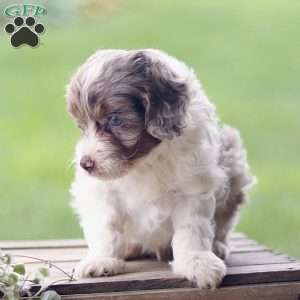 Logan, Cavapoo Puppy