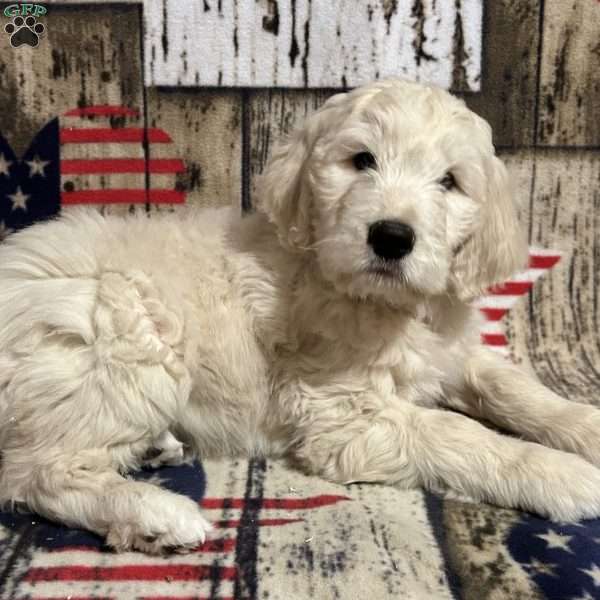 MARTY, Goldendoodle Puppy