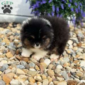 Little Leo, Pomeranian Puppy