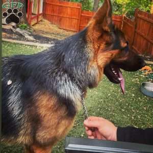 Felix, German Shepherd Puppy