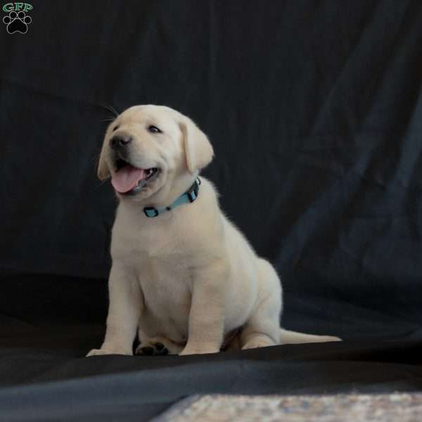 OAKLEY, Yellow Labrador Retriever Puppy