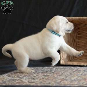 OAKLEY, Yellow Labrador Retriever Puppy