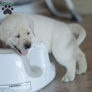 STORM, Yellow Labrador Retriever Puppy