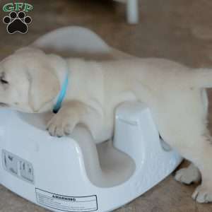 OAKLEY, Yellow Labrador Retriever Puppy