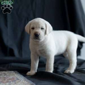 SIERRA, Yellow Labrador Retriever Puppy