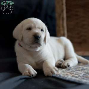 SIERRA, Yellow Labrador Retriever Puppy