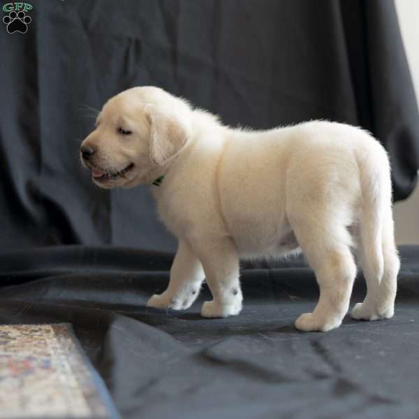 STORM, Yellow Labrador Retriever Puppy