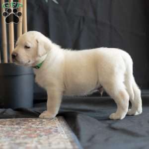 STORM, Yellow Labrador Retriever Puppy