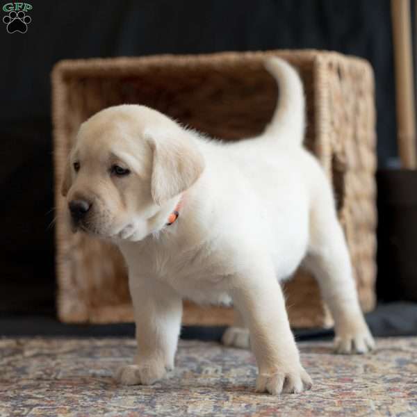POLAR, Yellow Labrador Retriever Puppy