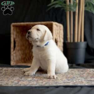 STAR, Yellow Labrador Retriever Puppy