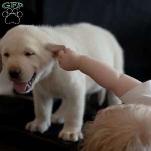 SKYE, Yellow Labrador Retriever Puppy