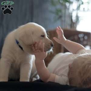 STAR, Yellow Labrador Retriever Puppy
