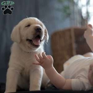 STAR, Yellow Labrador Retriever Puppy