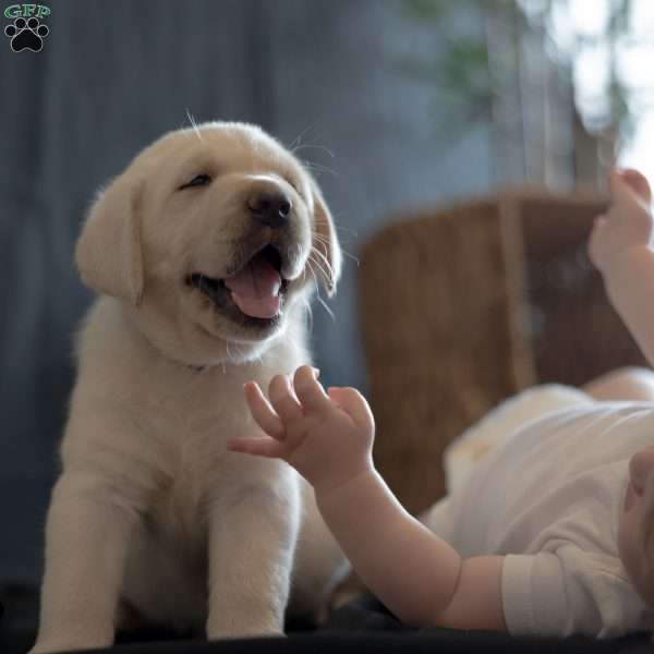 STAR, Yellow Labrador Retriever Puppy