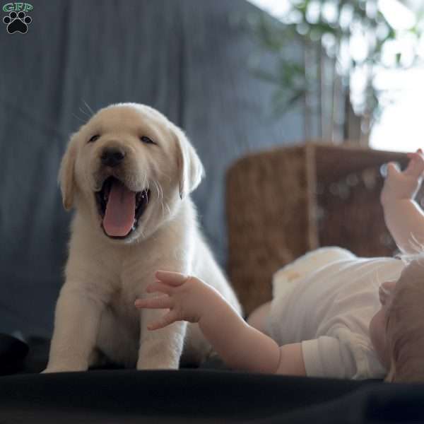 DENALI, Yellow Labrador Retriever Puppy