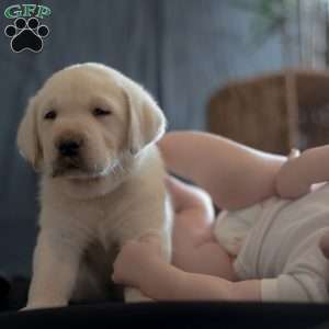 POLAR, Yellow Labrador Retriever Puppy