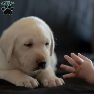 SIERRA, Yellow Labrador Retriever Puppy