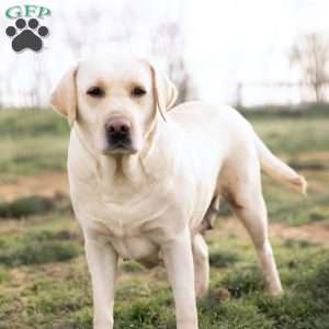 OAKLEY, Yellow Labrador Retriever Puppy