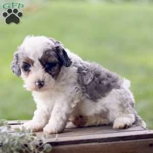 Lily, Cavapoo Puppy