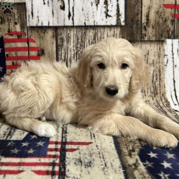 LEXI, Goldendoodle Puppy