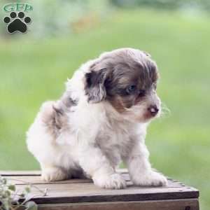 Logan, Cavapoo Puppy