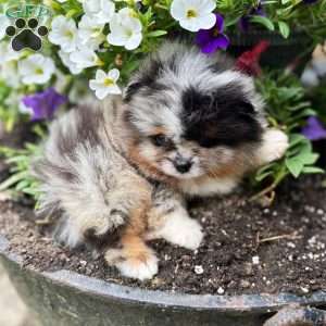 Little River, Pomeranian Puppy