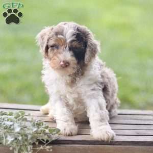 Lex, Cavapoo Puppy