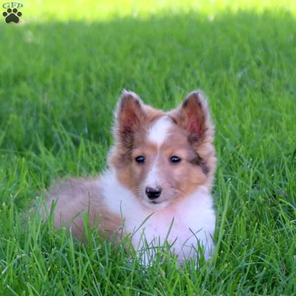 Fable, Sheltie Puppy