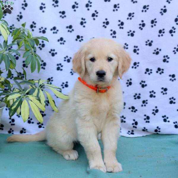 Fable, Golden Retriever Puppy