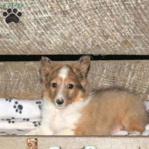 Fable, Sheltie Puppy