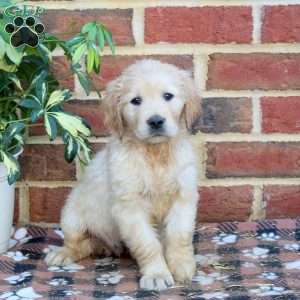 Fable, Golden Retriever Puppy