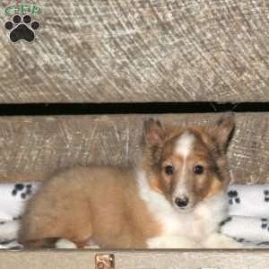 Fable, Sheltie Puppy