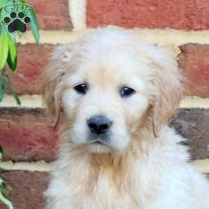 Fable, Golden Retriever Puppy