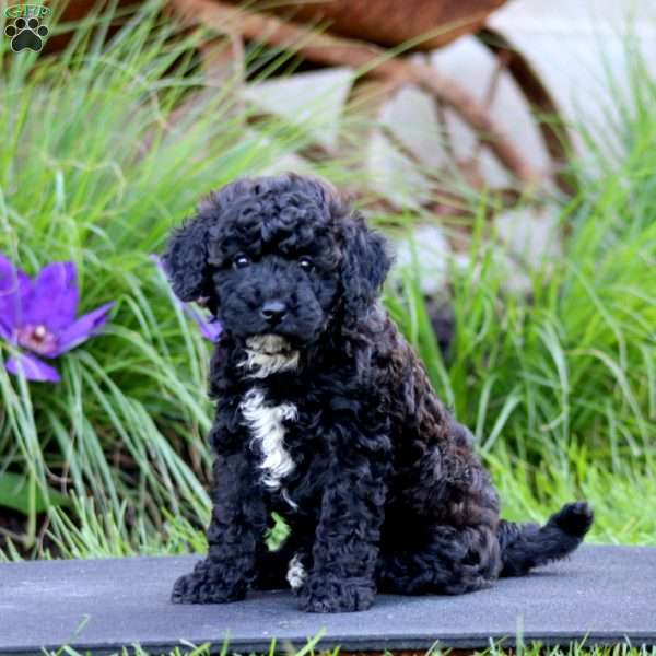 Faith, Miniature Poodle Puppy