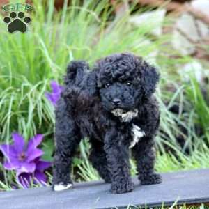 Faith, Miniature Poodle Puppy