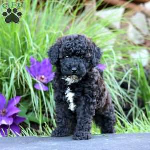 Faith, Miniature Poodle Puppy