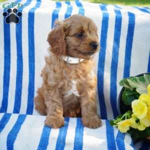 Faith, Cavapoo Puppy