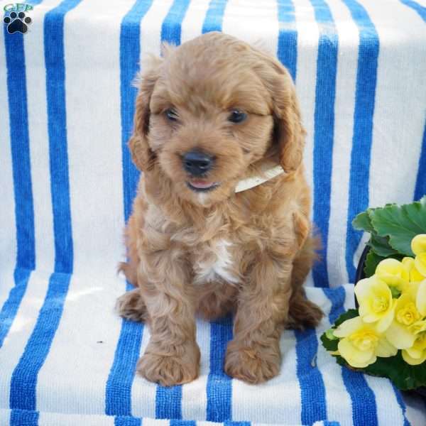 Faith, Cavapoo Puppy