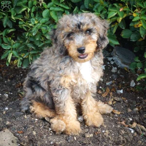 Falcon, Miniature Poodle Puppy