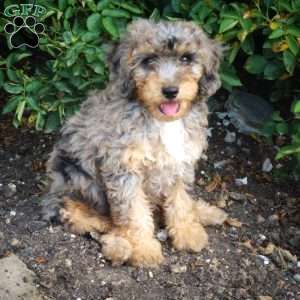 Falcon, Miniature Poodle Puppy