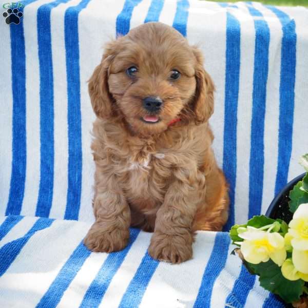 Falena, Cavapoo Puppy